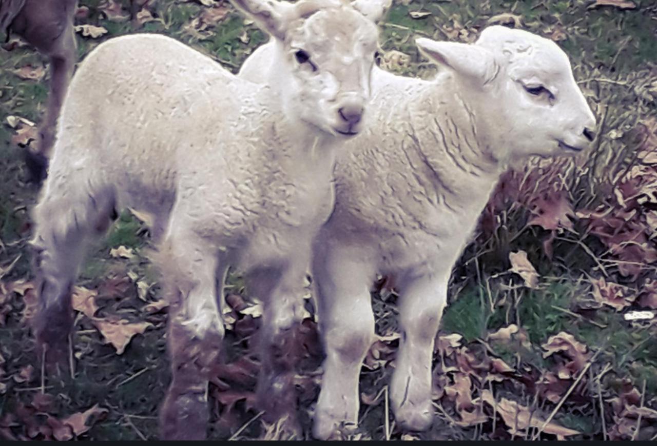 Ecogite Rural La Cle Des Champs Peyrelongue-Abos Kültér fotó