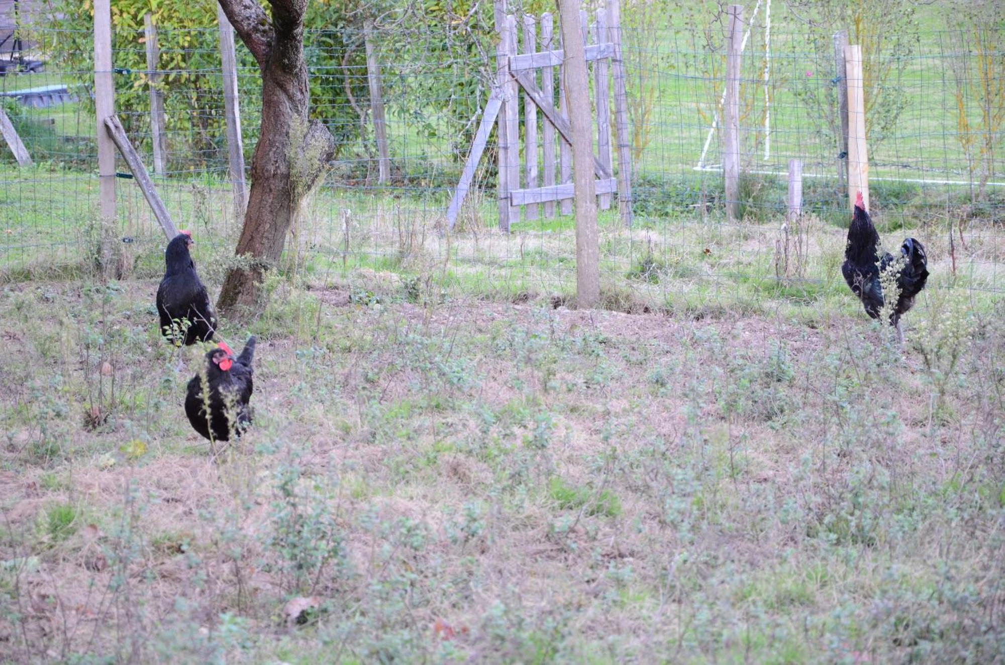 Ecogite Rural La Cle Des Champs Peyrelongue-Abos Kültér fotó